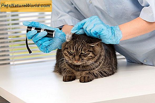 Choroby wywoływane przez robaki u kotów