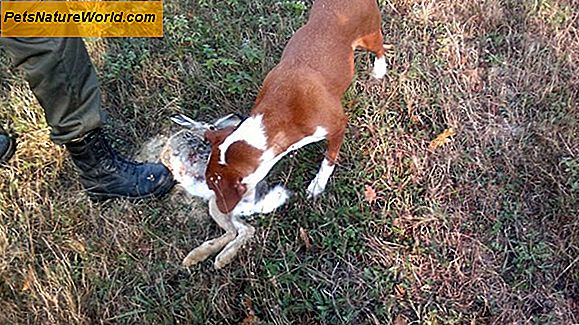 Ловачки пас медицински материјал