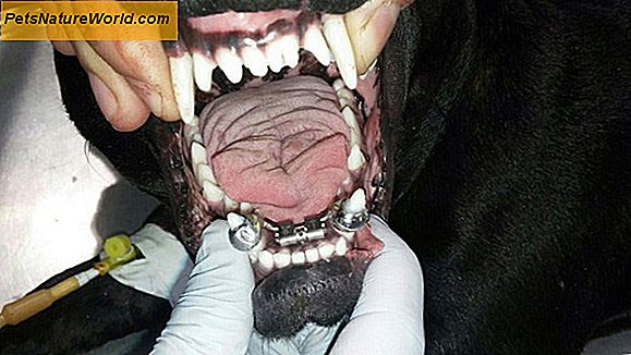Третман зуба од зуба у зглобу зомоксом Отицом