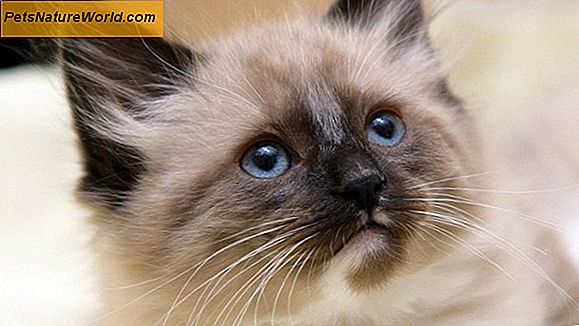 Мачка за проглашење мачака: најбољи материјали за отпрему за време опоравка