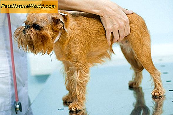 Симптоми парвовируса код паса