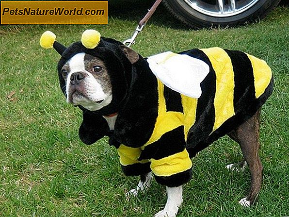 Bee Sting Allergy in Dogs