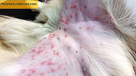 Hundar Allergi Medicin FAQ