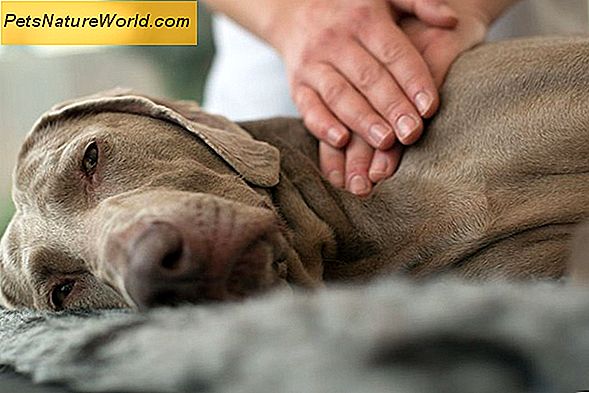 Canine Hip Dysplasia Behandling för Senior Hundar
