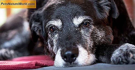 Canine reumatoid artrit förklarade