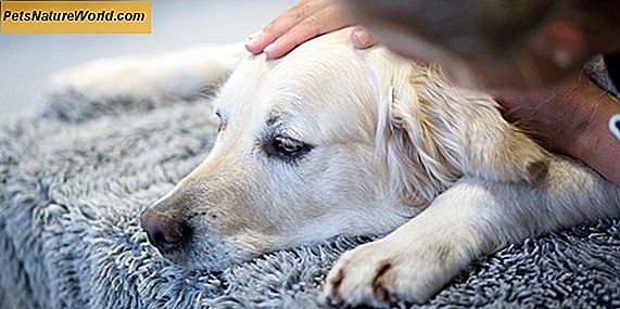 Orsaker till leverinflammation hos hundar