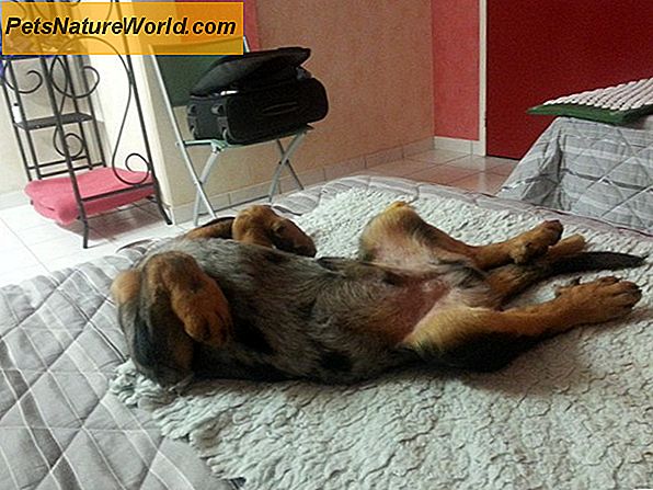 Den klassiska hund Arthritis Remedy: Värmebehandlingar