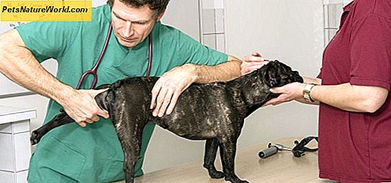 Dog Hip Pain Diagnosis