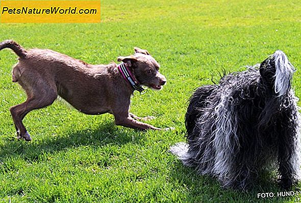 Tipy pro agresivní trénink psů