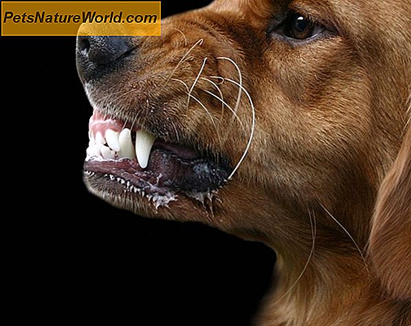 Canine Aggression Dog Training