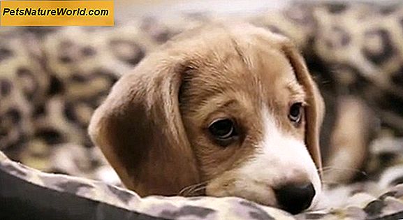 Hund Depression Symptom: 8 Talesignaler