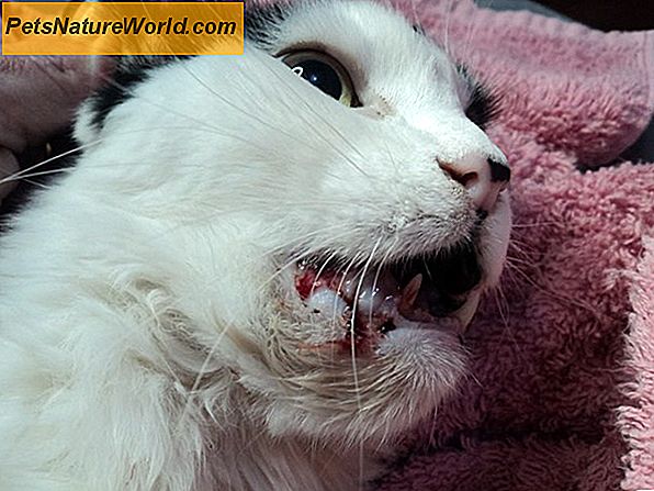 Feline Anorexia: Katt aptitförlust