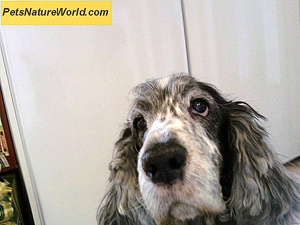 ÄR din deprimerade hund faktiskt en sjuk hund?