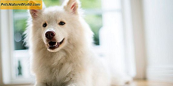 Behandling av glaukom hos hundar med metazolamid