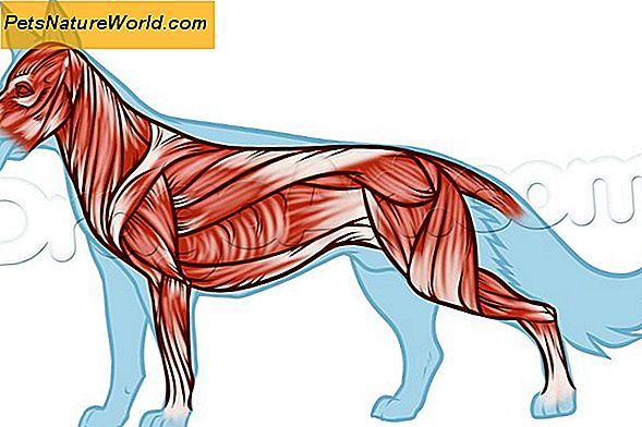 Canine Milt Cancer Symptom
