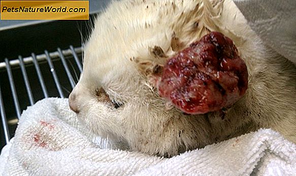Feline Squamous Cell Carcinoma