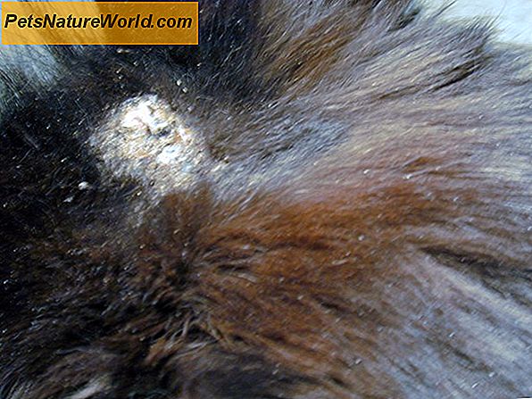Feline Squamous Cell Carcinom Prognosis