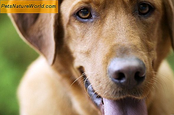 Panting i hundar med cancer