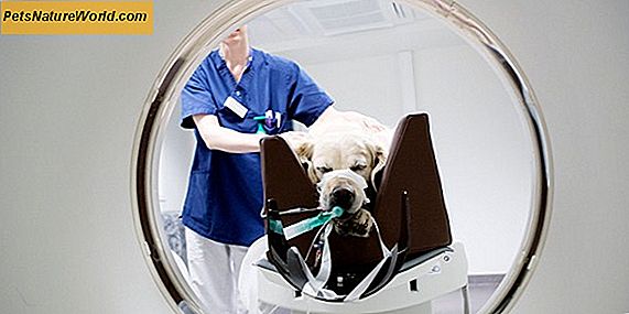 Behandling av cancer hos hundar med strålning mot kemoterapi