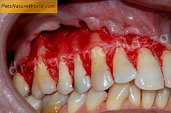Canine periodontal sjukdom (Dog Gum Disease)