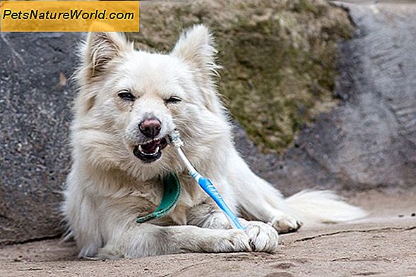 Hund Tänder Rengöring Blunders För att undvika