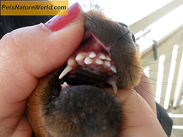 Hund Tänder förklaras