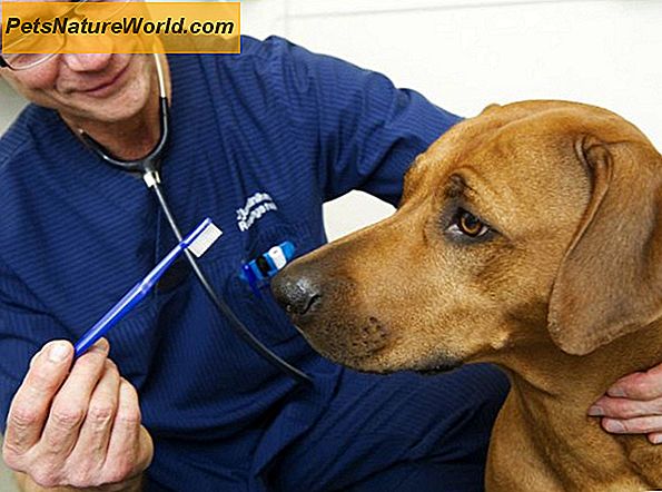 Guide till hundens tänder: Skötsel och rengöring