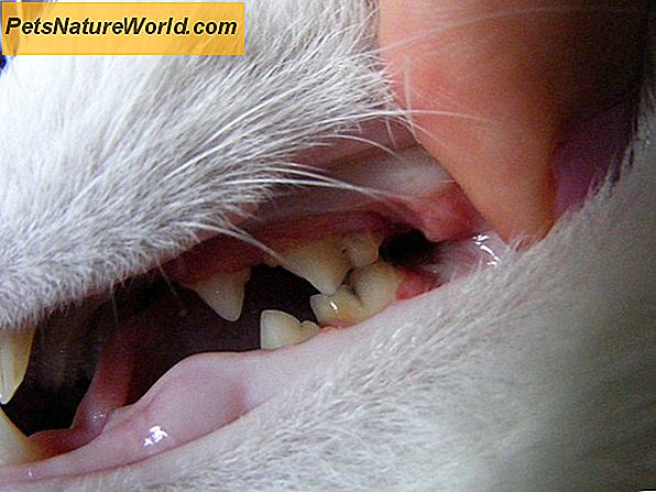Pet Tänder Rengöring