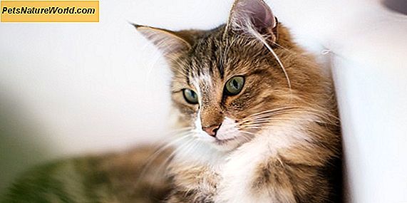 Je vaše kočka otrávená? 9 Příznaky otravy koček