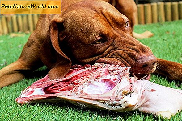 Raw Dog Food Health Benefits