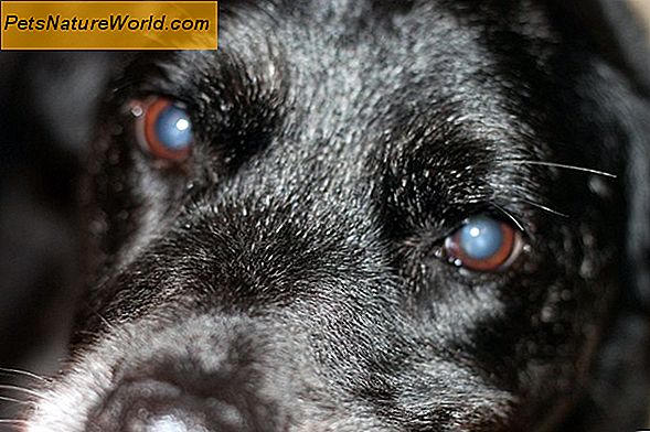 Canine Diabetes / Cataracts Connection