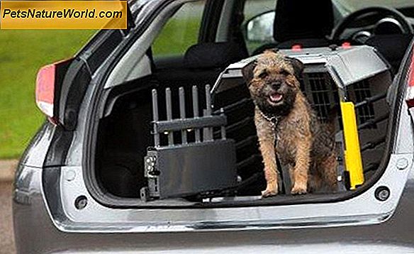 Gör hunden resa säkrare med en hundvagn