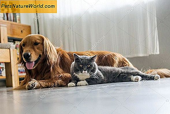 ÖKa hundar och katter tillsammans i samma hus