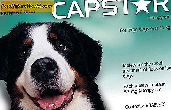 Capstar Flea Control för hundar