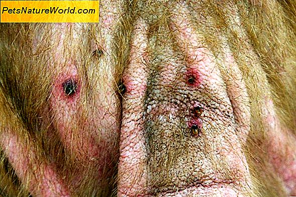 Flea Allergi Dermatit Symptom hos katter