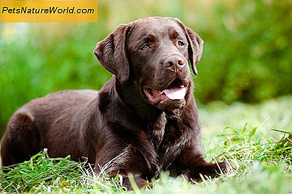 ŘíZení lipomů (tlusté nádory) u psů