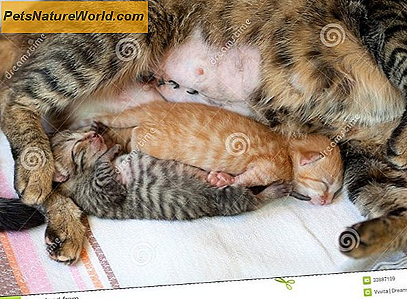 Omsorg för nyfödda kattungar