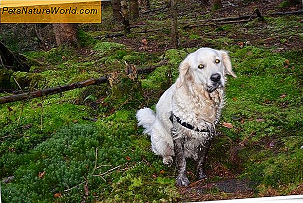 Den rena hunden: Hundhygien Steg för steg