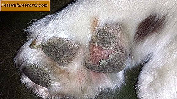 Hundens hud i hälsa och sjukdom: Råd från veterinära dermatologer