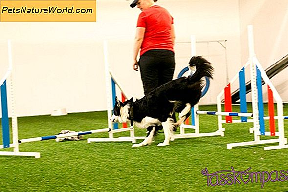 ÄR Canine Agility Training Safe?