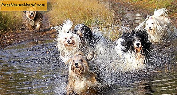 Pet Health Insurance: En Hund Owner's Guide