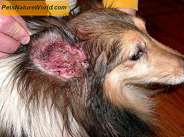 ÄR parasiter hos hundar smittsamma?