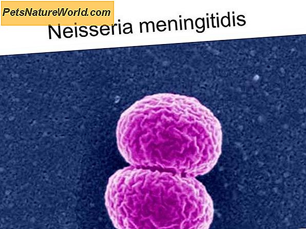 Bakteriell meningit hos hundar