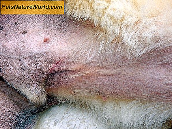 Canine Sporotrichosis: Houbová infekce u psů
