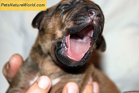 Bylinné léčení psoriázy u psů