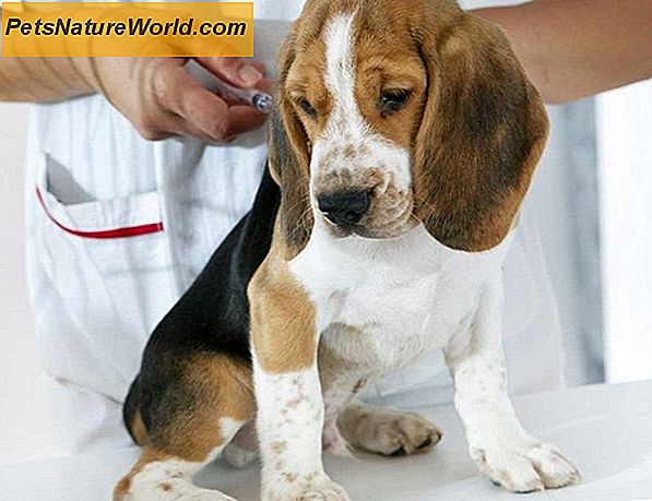 ÄR Hepatit hos hundar smittsamma?
