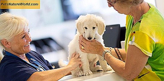 Problémy s játry u psů: Holistická léčba