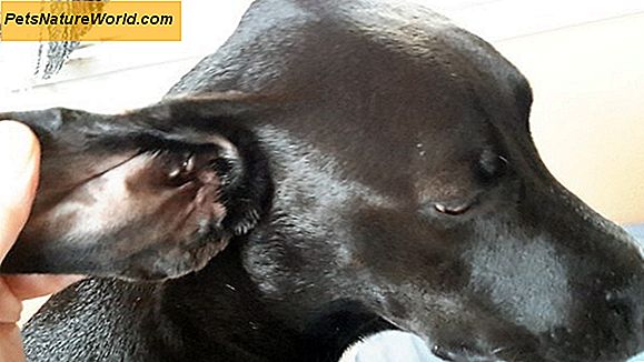 7 Common Prednisone Dogs Användningsfall