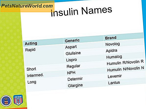 Glargine Insulin för katter