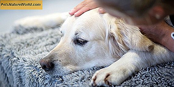 Behandling av hund kennel Hosta med doxycyklin